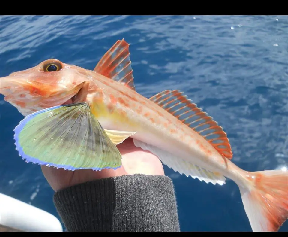 Marmaris Fishing Trip | Hotel Pickup Included thumbnail